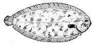 Synapturichthys kleinii_claves.jpg